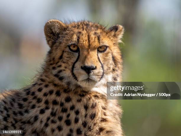 close-up portrait of african cheetah,binningerstrasse,basel,switzerland - afrikaans jachtluipaard stockfoto's en -beelden