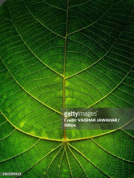 full frame shot of green leaf,taliparamba,kerala,india - photosynthesis stock pictures, royalty-free photos & images
