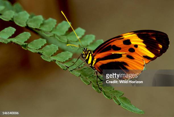 Numata longwing butterfly on a fern frond, Heliconius numata, This unpalatable tropical butterfly co-mimics other unpalatable tiger-pattern...