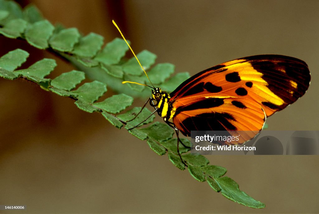 Numata longwing butterfly on a fern frond Heliconius numata This unpalatable tropical butterfly co-mimics other unpalatable tiger-pattern butterflies in the genus Melinaea Butterfly farm, La Selva Reserve, Rio Napo drainage, Amazon Basin, Ecuador