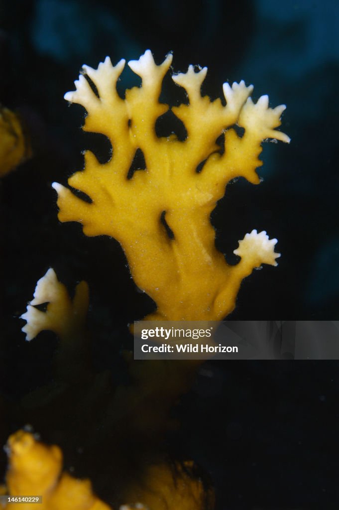Branching fire coral Millepora alcicornis Curacao, Netherlands Antilles Digital Photo (vertical)