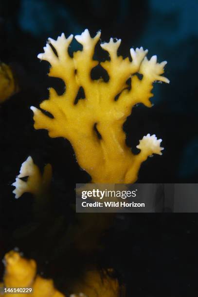 Branching fire coral, Millepora alcicornis, Curacao, Netherlands Antilles, Digital Photo ,