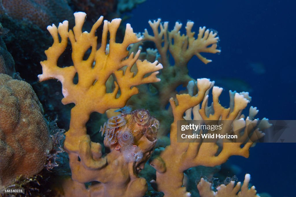 Branching fire coral with Christmas tree worms at the base Millepora alcicornis Curacao, Netherlands Antilles Digital Photo (horizontal)
