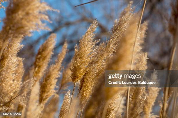 river path in madrid. duster plants, cut grass or pampas, feather reed grass - pampa stock-fotos und bilder