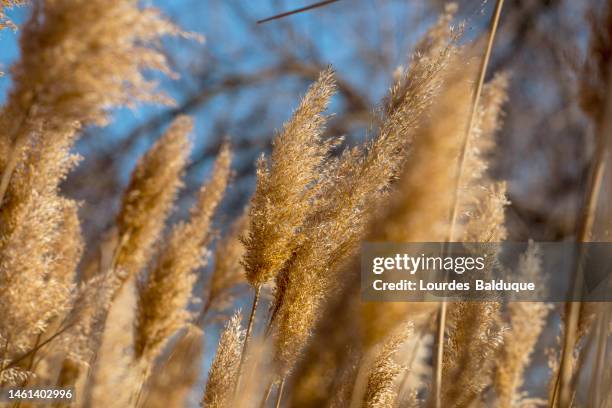 river path in madrid. duster plants, cut grass or pampas, feather reed grass - coastal feature stock pictures, royalty-free photos & images