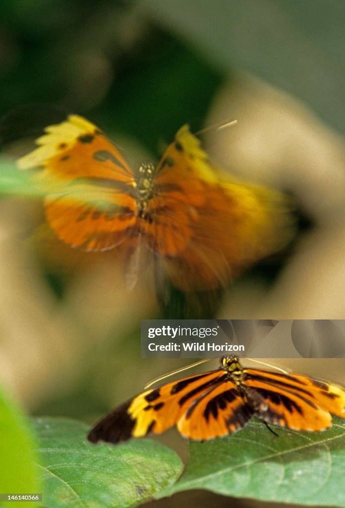 Numata longwing butterflies in aerial courtship dance Heliconius numata Heliconius numata illustrates MÙllerian mimicry (mutualistic resemblance in which all the species are unpalatable) with their co-mimics in the genus Melinaea La Selva Reserve,