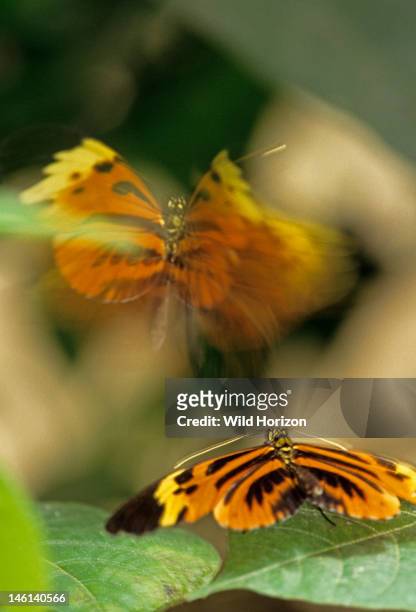 Numata longwing butterflies in aerial courtship dance, Heliconius numata, Heliconius numata illustrates MÙllerian mimicry with their co-mimics in the...