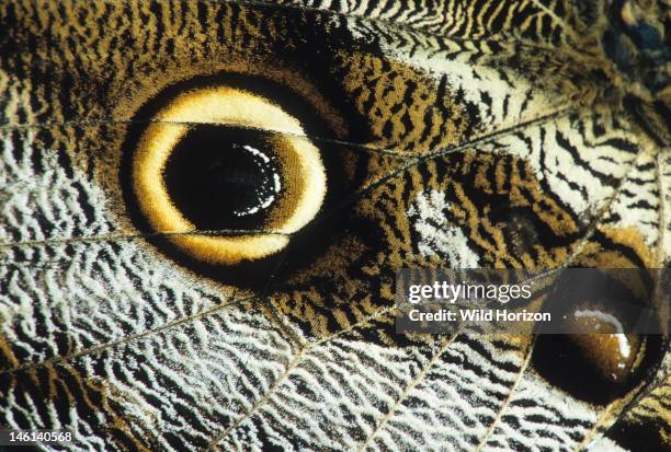 Eye spot on the outer hindwing of a giant owl butterfly, Caligo idomeneus, La Selva Reserve, Amazon Basin, Rio Napo drainage, Ecuador,