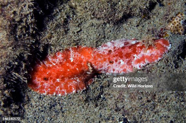 Two leather-backed doris found under the pier at night, Platydoris angustipes, Curacao, Netherlands Antilles, Caracas Baai, Digital Photo ,