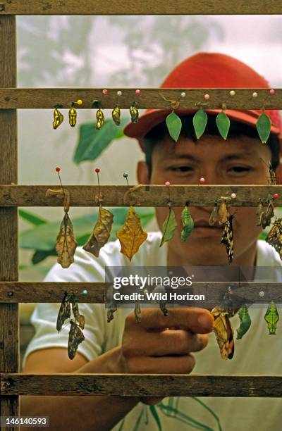 Quechua-speaking Native American working at a butterfly farm in the Amazon Basin, Butterfly crysalises are hung on racks for observation through...