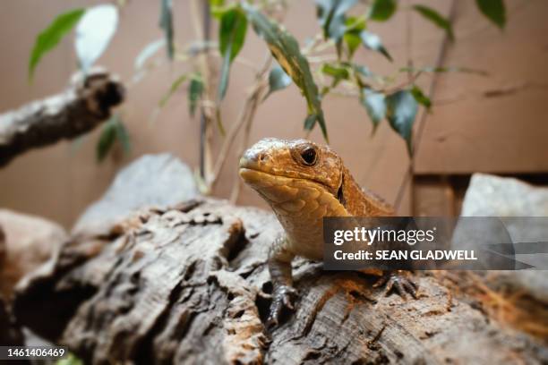 plated lizard - plated lizard stock pictures, royalty-free photos & images