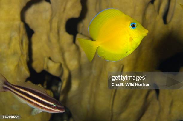 Juvenile blue tang in yellow color phase, accompanied by juvenile princess parrotfish, Acanthurus coeruleus, Parrotfish: Scarus taeniopterus, Two...