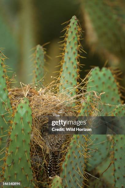 Cactus wren nesting in prickly pear cactus, Campylorhynchus brunneicapillus, Cactus: Opuntia species, Sonoran Desert, Organ Pipe Cactus National...