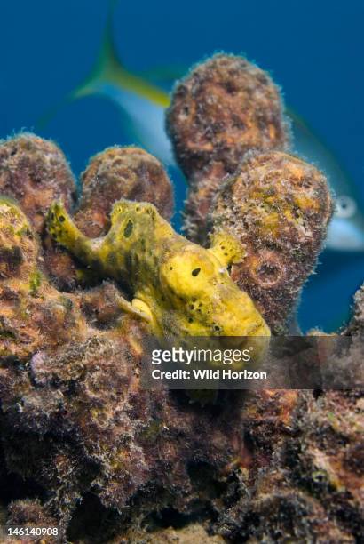 Yellow longlure frogfish among sponges, Antennarius multiocellatus, Curacao, Netherlands Antilles,