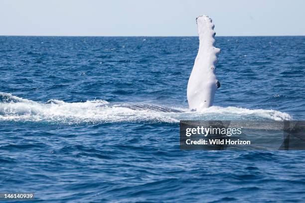 Pectoral fin of an Atlantic humpback whale, raised during fin-slapping behavior, Megaptera novaeangliae, Silver Bank Humpback Whale Sanctuary,...