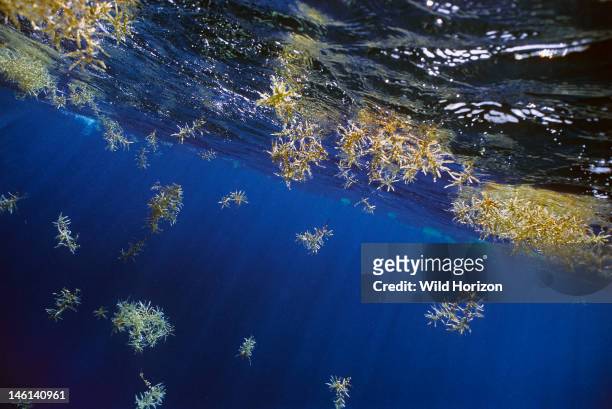 Sargassum seaweed, also called gulfweed, a tropical pelagic brown algae kept afloat by its berry-like, gas-filled bladders, Sargassum natans, also...