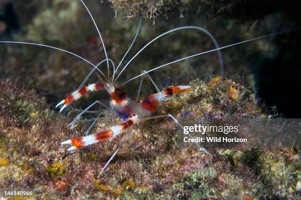 Banded coral shrimp, Stenophus hispidus, Also commonly known as barber pole shrimp, Curacao, Netherlands Antilles, Digital Photo ,