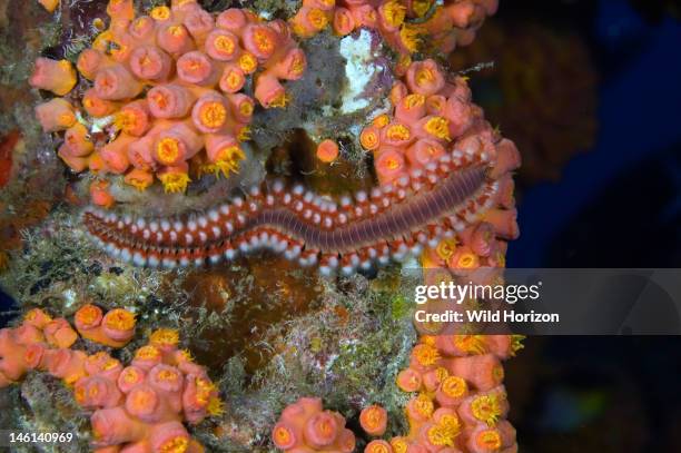 Orange Fireworm 16 Caruncle Stock Photos, High-Res Pictures, and Images - Getty Images