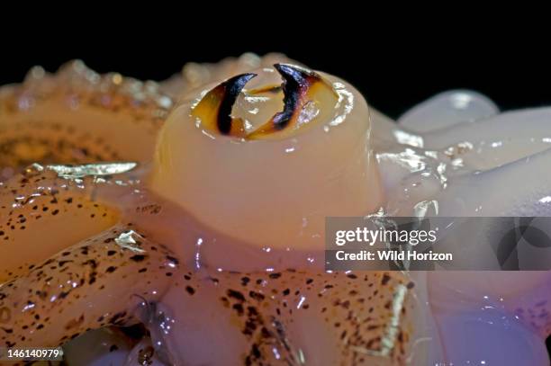 Close-up of Caribbean reef squid beak, , Curacao, Netherlands Antilles,