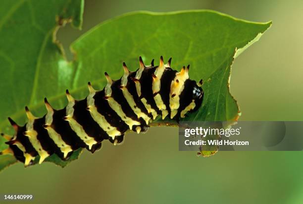 Caterpillar of a tropical butterfly, Species unidentified, Photographed at a butterfly farm, La Selva Reserve, Amazon Basin, Rio Napo drainage,...