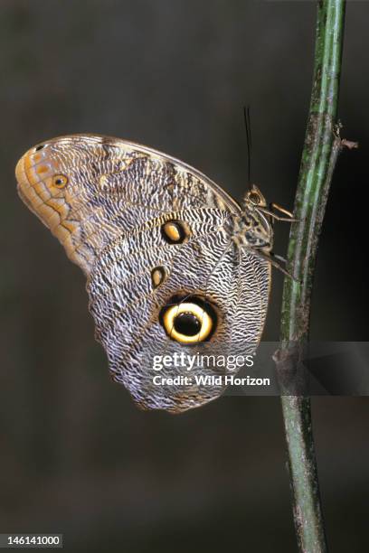 Giant owl butterfly, Caligo idomeneus, La Selva Reserve, Amazon Basin, Rio Napo drainage, Ecuador, See ECU-0022 for view of open wings,