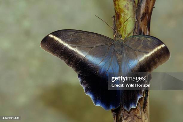 Giant owl butterfly, Caligo idomeneus, La Selva Reserve, Amazon Basin, Rio Napo drainage, Ecuador, See ECU-0021 for view of closed wings,
