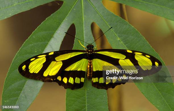 Bamboo page butterfly resting on a passion vine leaf, Philaethria dido, Native to Mexico, Central America, and northern South America, Butterfly...