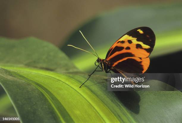 Numata longwing butterfly resting on a leaf, Heliconius numata, This unpalatable tropical butterfly co-mimics other unpalatable tiger-pattern...