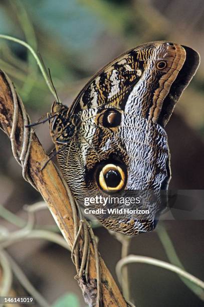 Giant owl butterfly Caligo idomeneus, La Selva Reserve, Amazon Basin, Rio Napo drainage, Ecuador,