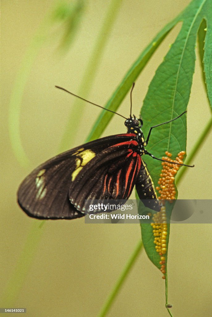 Doris longwing butterfly laying eggs on a passion vine leaf next to an older, darker colored clutch of the same Laparus doris, also known as Heliconius doris Native to northwestern South America and north to southern Mexico La Selva Reserve, Amazo