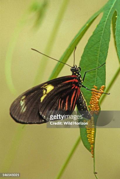 Doris longwing butterfly laying eggs on a passion vine leaf next to an older, darker colored clutch of the same, Laparus doris, also known as...