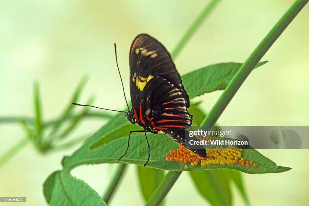 Doris longwing butterfly laying eggs on a passion vine leaf next to an older, darker colored clutch of the same Laparus doris, also known as Heliconius doris Native to northwestern South America and north to southern Mexico La Selva Reserve, Amazo