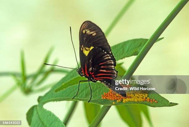 Doris longwing butterfly laying eggs on a passion vine leaf next to an older, darker colored clutch of the same, Laparus doris, also known as...
