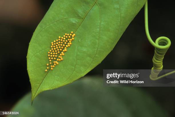 Doris longwing butterfly eggs on a passion vine leaf, Laparus doris, also known as Heliconius doris, Native to northwestern South America and north...