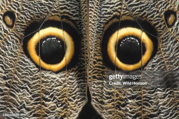 Eye spots on the outer hindwings of a giant owl butterfly, Caligo idomeneus, La Selva Reserve, Amazon Basin, Rio Napo drainage, Ecuador, Photographed...