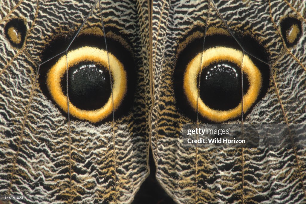 Eye spots on the outer hindwings of a giant owl butterfly Caligo idomeneus La Selva Reserve, Amazon Basin, Rio Napo drainage, Ecuador Photographed under controlled conditions