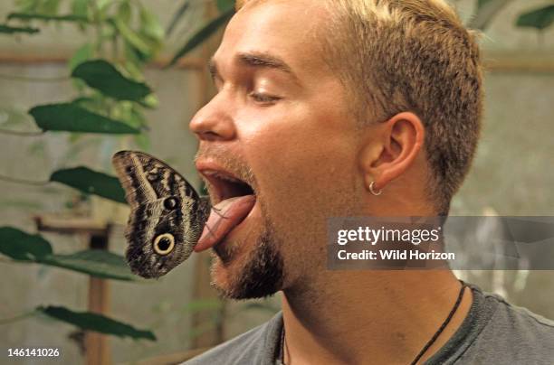 Giant owl butterfly sucks moisture and mineral salts from the tongue of research biologist Harold Greeney, Caligo idomeneus, La Selva Reserve, Amazon...