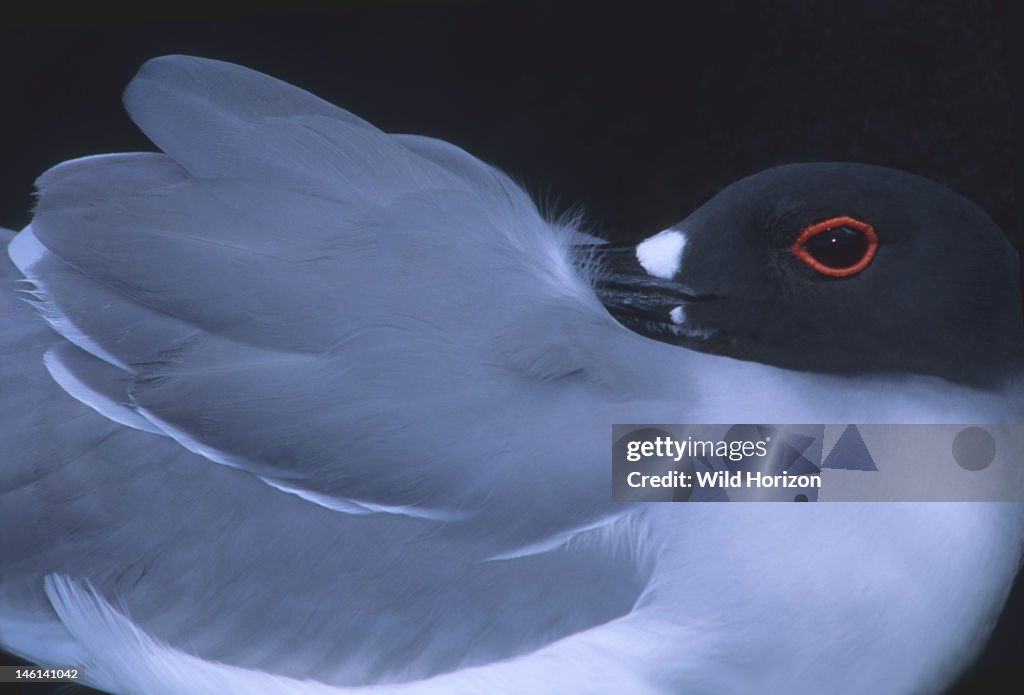 Swallow-tailed gull, sleeping beneath a lava outcrop, opens its eye to check out a passing tour group Creagrus furcatus, formerly known as Larus furcatus This equatorial seabird is endemic to the Galapagos Islands and the only species of gull that