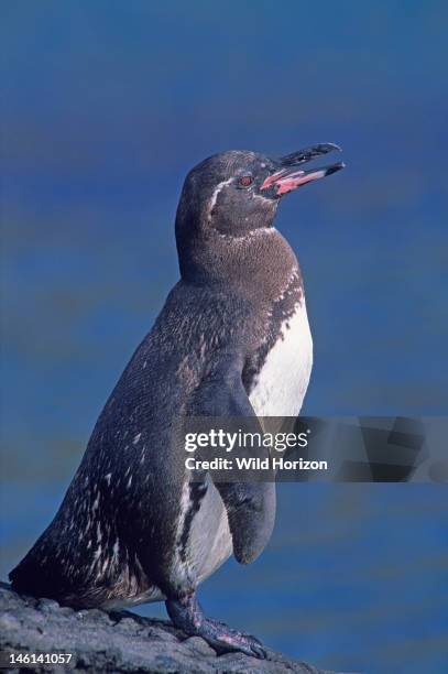 Full-body portrait of a Galapagos penguin on land, Spheniscus mendiculus, An Endangered endemic species that can live on the equator due to the...