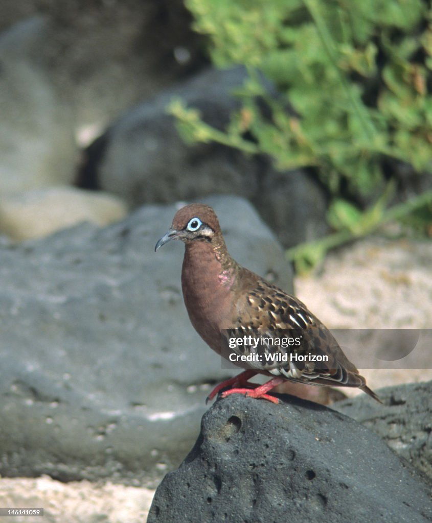 Galapagos dove, a species endemic to the Galapagos islands Zenaida galapagoensis Occurs on all major islands in the archipelago Espanola Island, Galapagos Archipelago, Ecuador