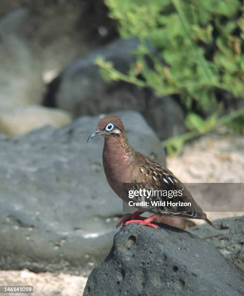 Galapagos dove, a species endemic to the Galapagos islands Zenaida..., News Photo