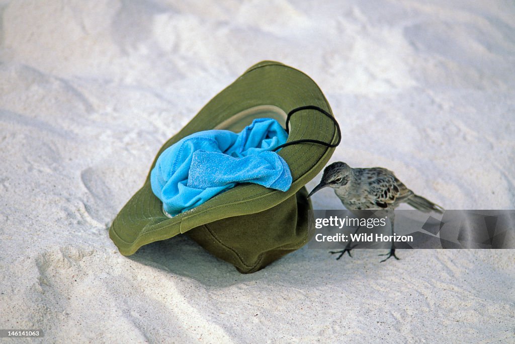 Curious Hood mockingbird inspects a visitor's hat on beach Nesomimus macdonaldi Espanola Island, Galapagos Archipelago, Ecuador