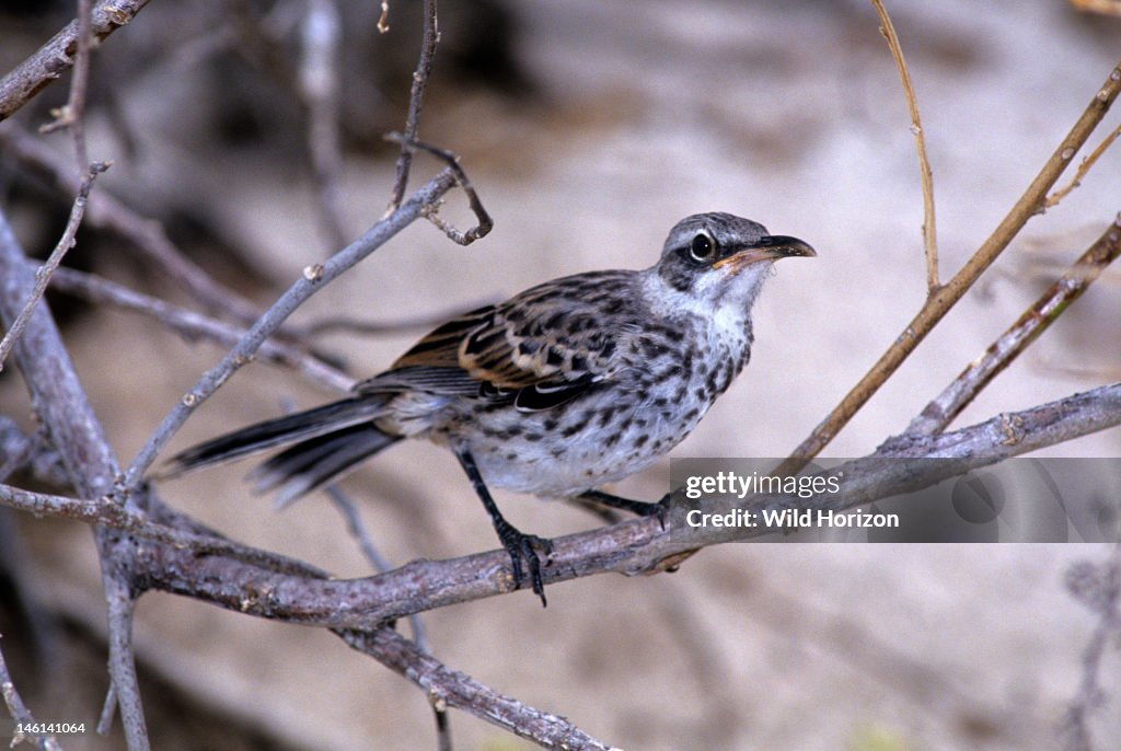 Portrait of a Hood mockingbird Nesomimus macdonaldi Espanola Island, Galapagos Archipelago, Ecuador