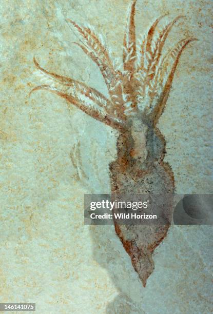 Rare squid imprint fossil, 24 cm length; Upper Jurassic or Malm Period 2 to 145,5 million years ago, Solnhofen, Germany, ,