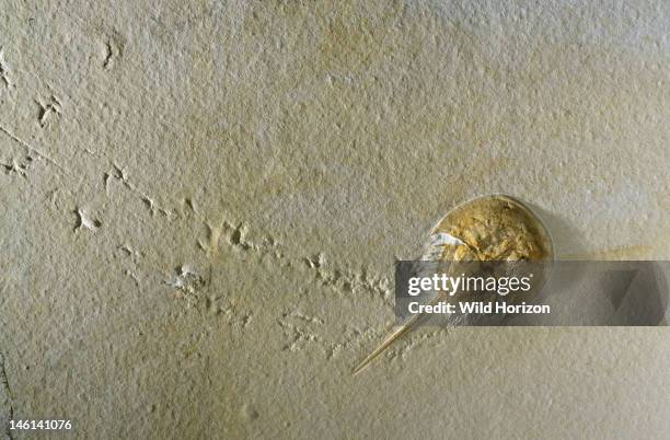 Fossilized horseshoe crab, 15 centimeters long, with its trackway preserved in lithographic limestone, Mesolimulus walchi, Found in Solnhofen...