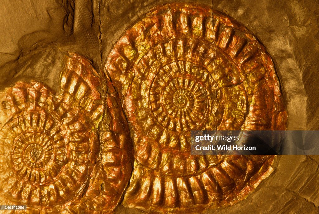 Ammonite fossils with iridescent shell layer intact Ammonoidea species Jurassic Period, 144 to 208 million years ago Lyme Regis, Dorset, England, UK