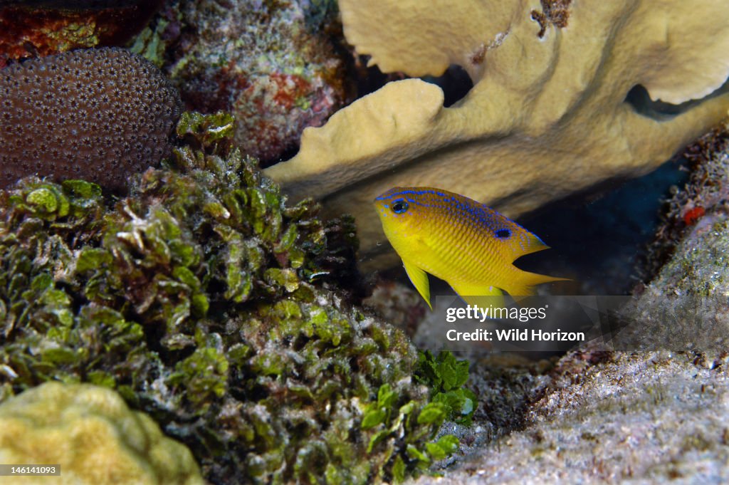 Longfin damselfish juvenile Stegastes diencaeus Curacao, Netherlands Antilles Digital Photo (horizontal)