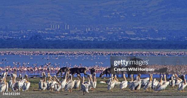 Abundance of wildlife in East Africa's Rift Valley, an assemblage of great white pelicans, waterbuck, lesser flamingos, and greater flamingos,...