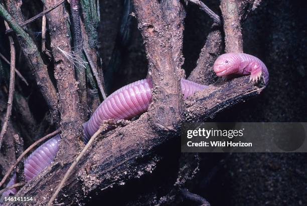 Biped Insect Bipes (Lizard) Photos and Premium High Res Pictures - Getty Images