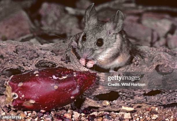 Cactus mouse eating prickly pear cactus fruit, Peromyscus eremicus, Cactus: Opuntia engelmannii, Sonoran Desert, Tucson Mountains, Tucson, Arizona,...